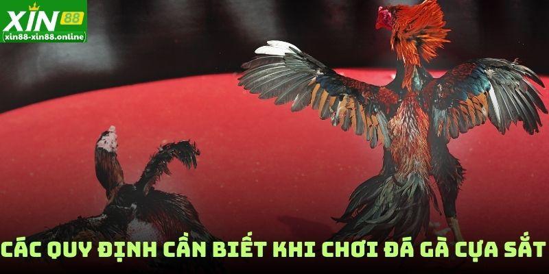 Các quy định cần biết khi chơi đá gà cựa sắt