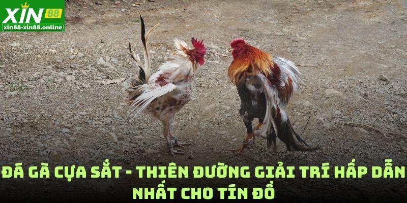 Đá Gà Cựa Sắt - Thiên Đường Giải Trí Hấp Dẫn Nhất Cho Tín Đồ
