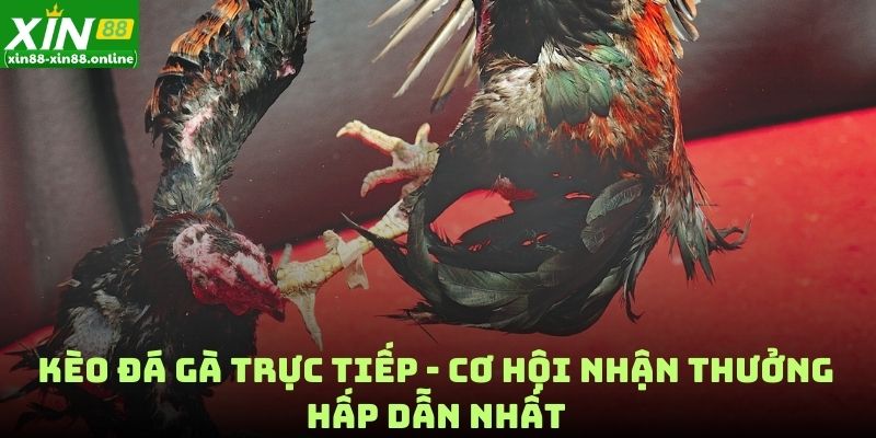 Kèo Đá Gà Trực Tiếp - Cơ Hội Nhận Thưởng Hấp Dẫn Nhất