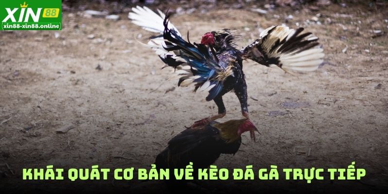 Khái quát cơ bản về kèo đá gà trực tiếp