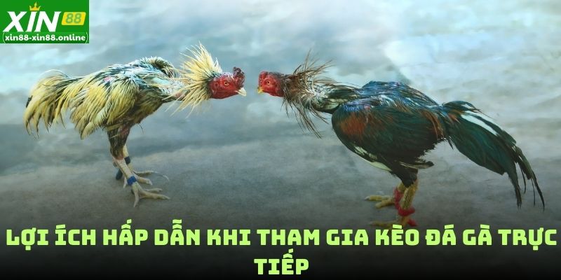 Lợi ích hấp dẫn khi tham gia kèo đá gà trực tiếp