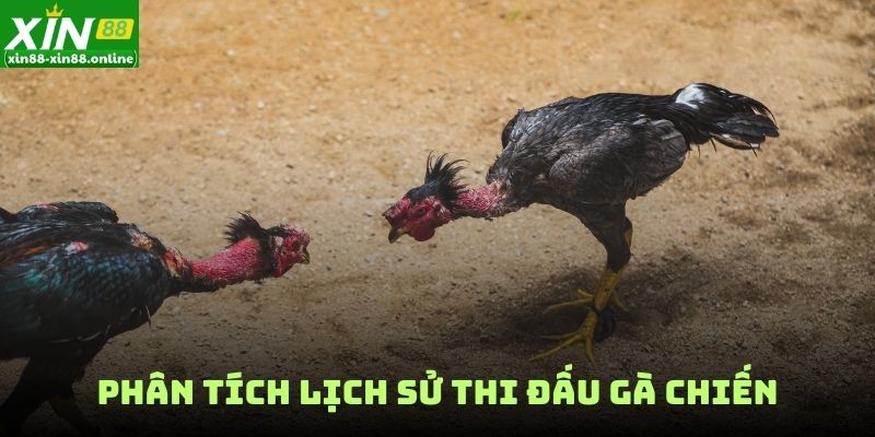 Phân tích lịch sử thi đấu gà chiến